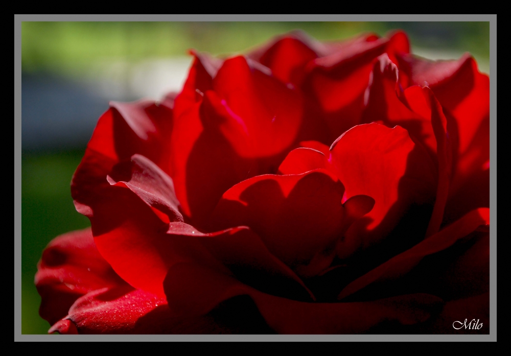 "`rojo pasion`" de Emilio Casas (milo)