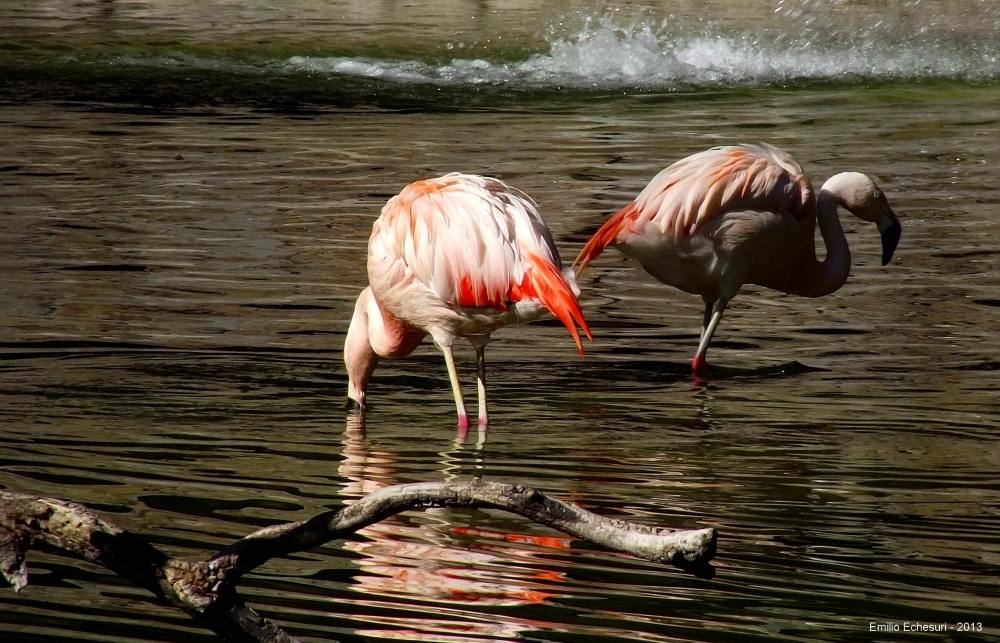 "Flamencos" de Emilio Echesuri