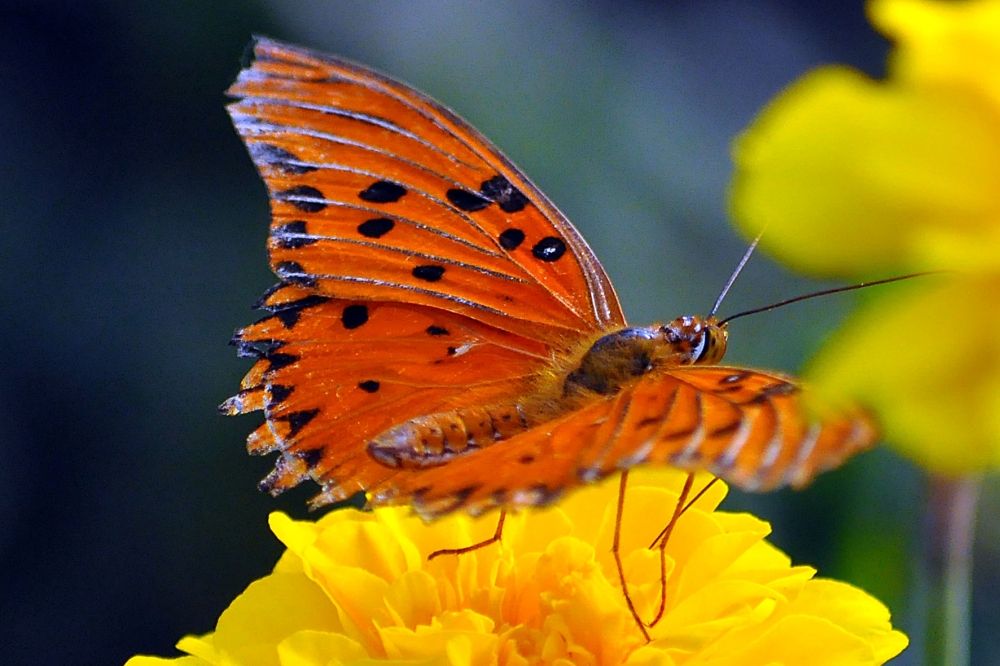 "Mariposa tecnicolor." de Beatriz Franchini