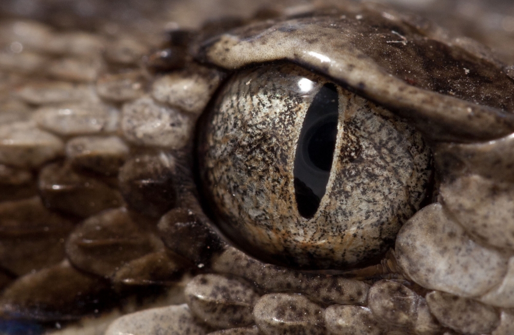 "Bothrops Alternatus. ( Yarar )." de Mario Tizn