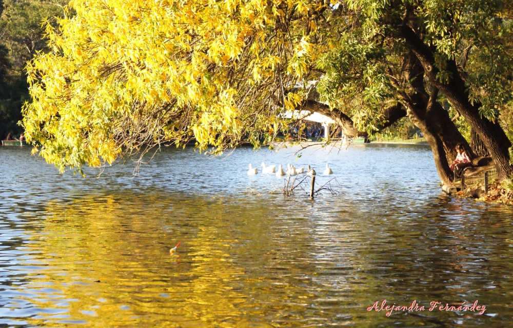 "En los bosques de Palermo" de Alejandra Fernndez