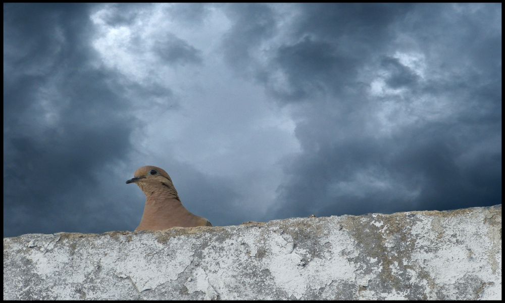 "Esperando la tormenta" de Fernando Valdez Vazquez