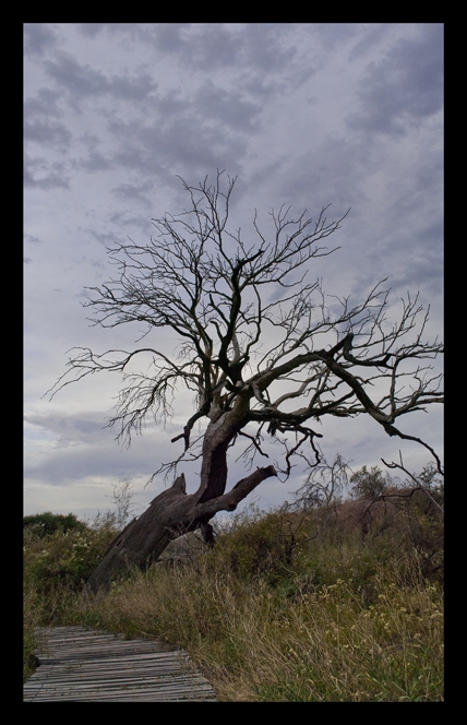 "El sendero del rbol quemado." de Rubn Jozami