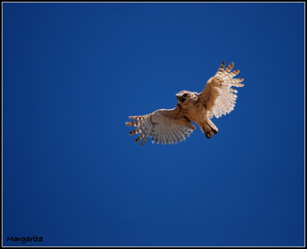 "en vuelo!" de Margarita Amerio