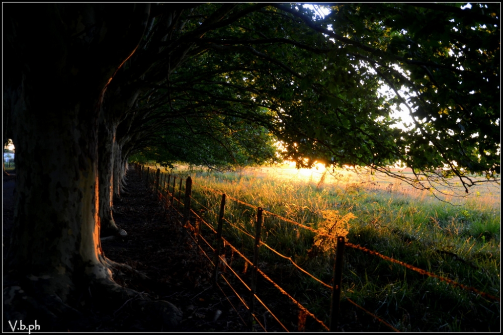 "Atardecer en el campo" de Viviana Braga