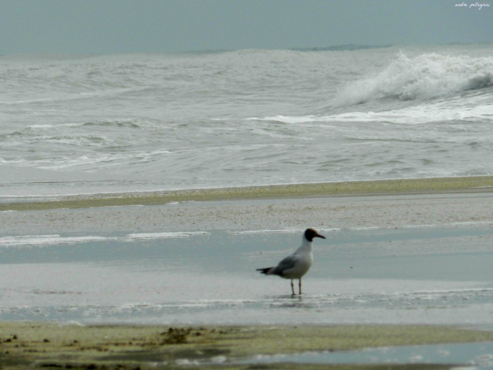 "Visitante de la playa" de Andrea Pellegrini