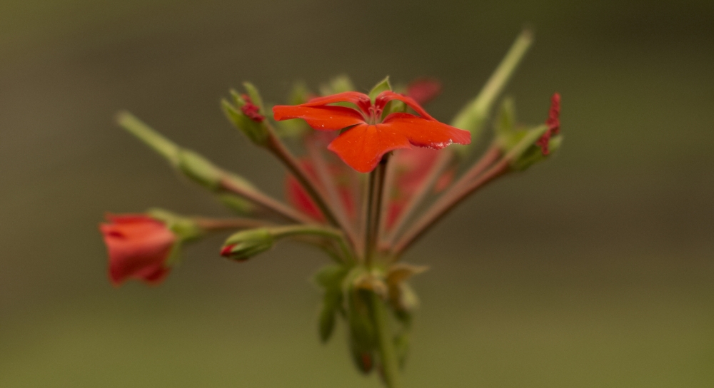 "Una flor Roja" de Benjamn Ricardo Olivares Capelle