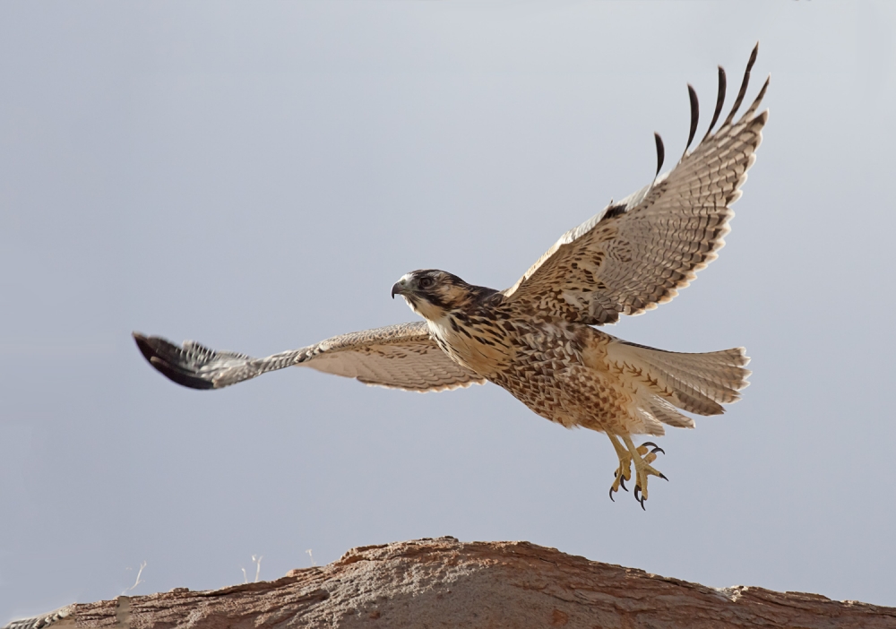 "halcon peregrino" de Edith Polverini