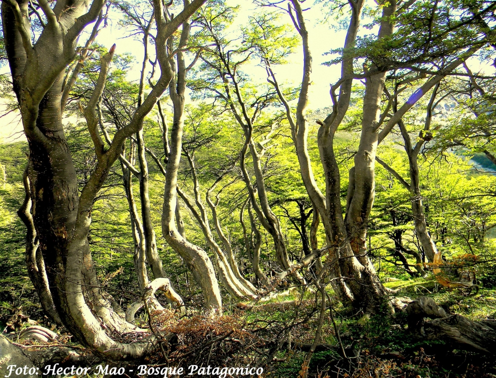 "Bosque Patagonico" de Hector Mao