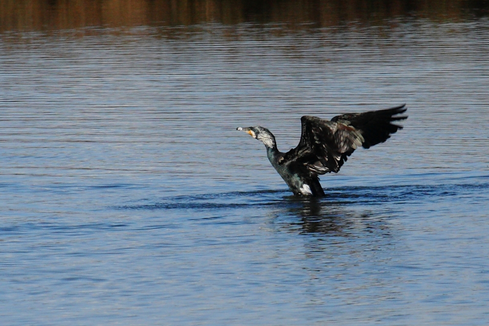 "Cormoran iniciando el vuelo" de Manuel Angel Patio