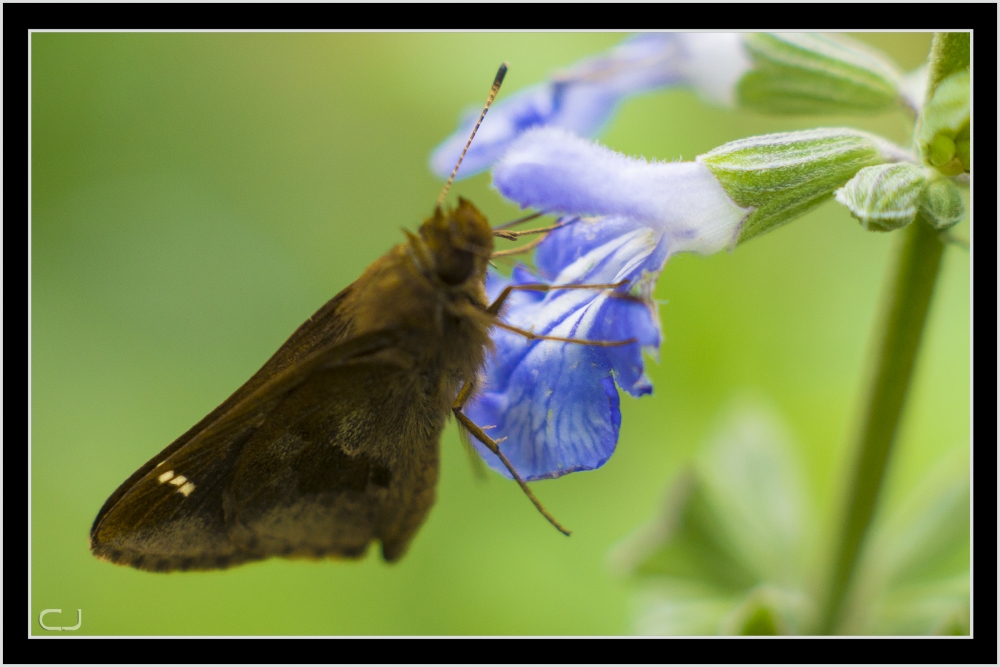 "Mariposa del botnico" de Claudio Jord