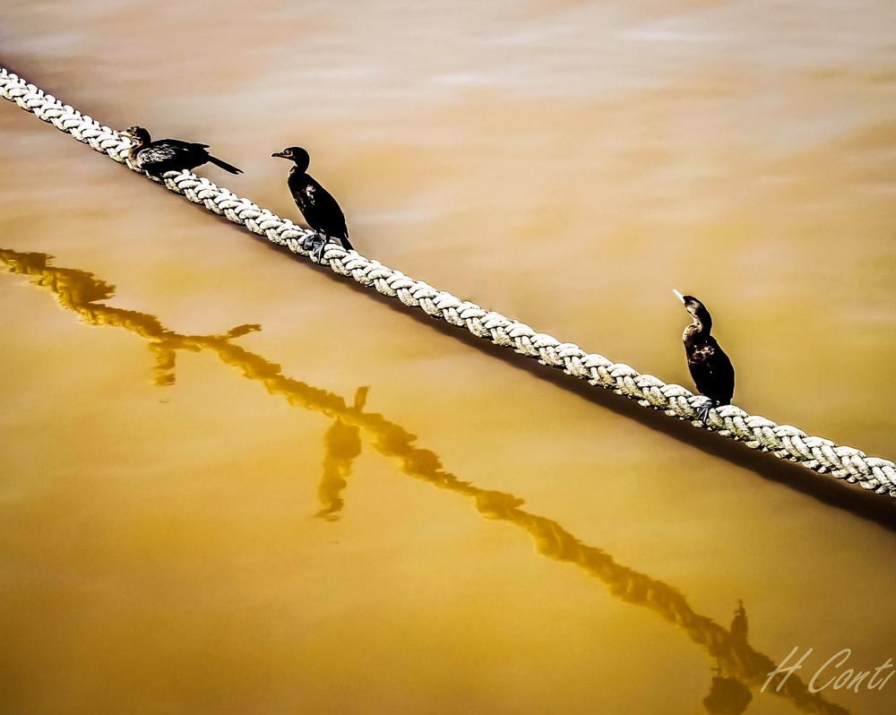 "Equilibristas" de Hctor Conti