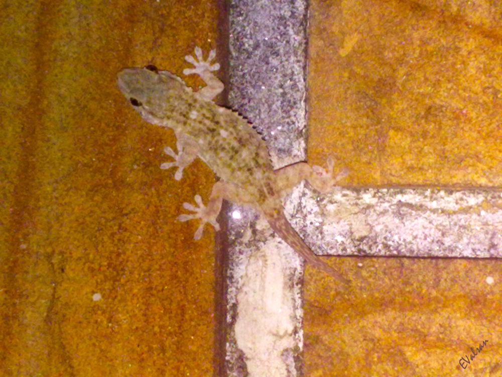 "El Gecko" de Eduardo Valsangiacomo