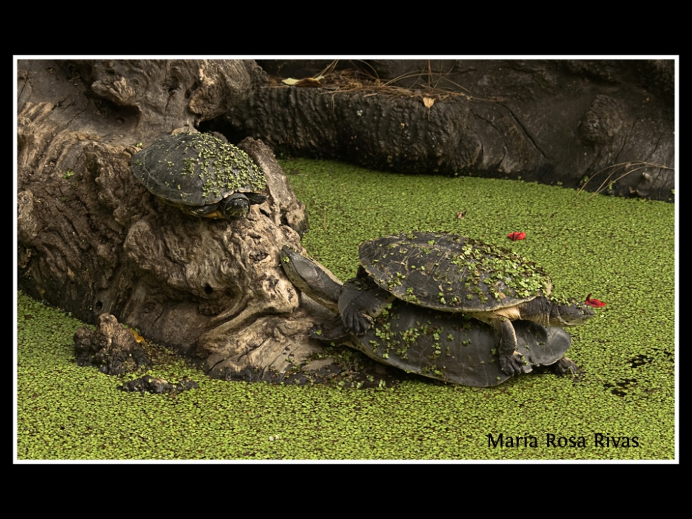 "Las tortugas" de Maria Rosa Rivas