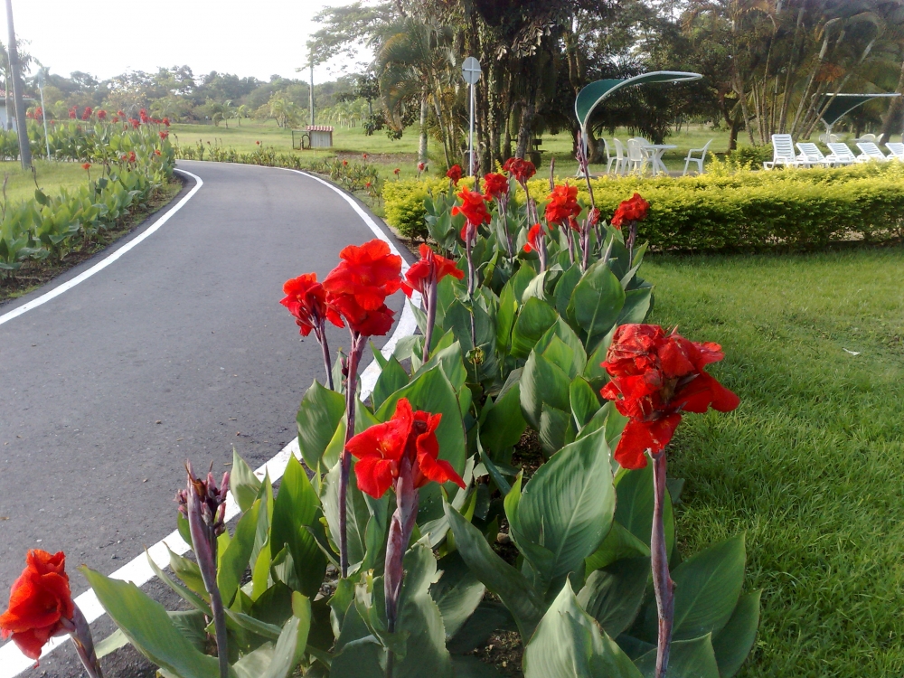 "flores de vida" de Edgar Quintero Pinillos