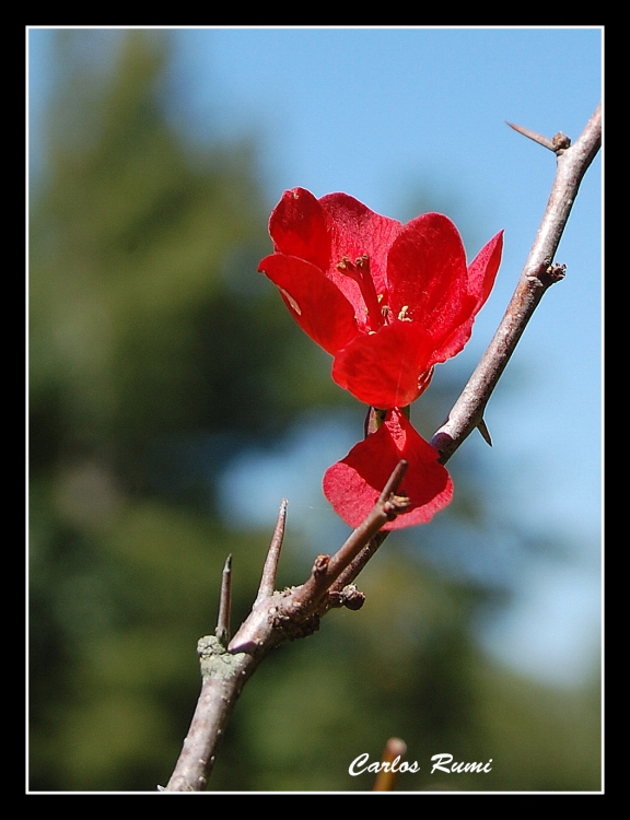 "flor roja" de Carlos Domingo Rumi