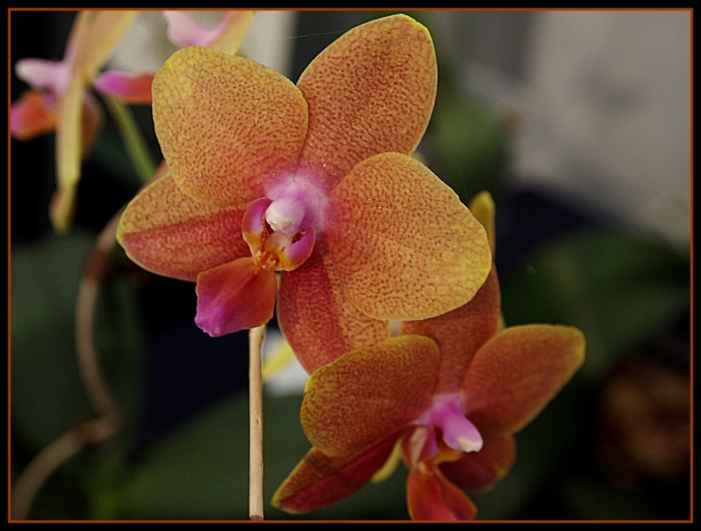 "Hoy Orquideas !" de Beatriz Benger