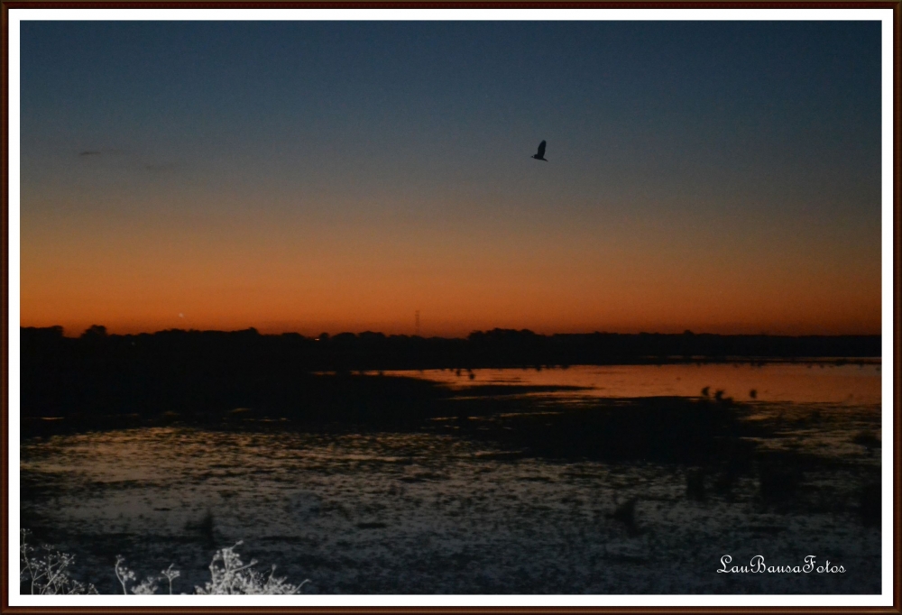 "Vuelo al atardecer!!!" de Maria Laura Bausa