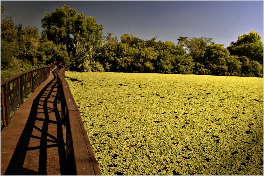 "ALFOMBRA VERDE" de Ruben Ibarrola