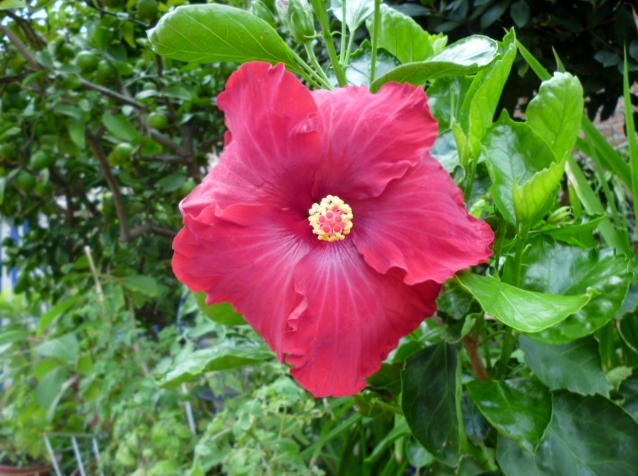 "rojo" de Graciela Alari