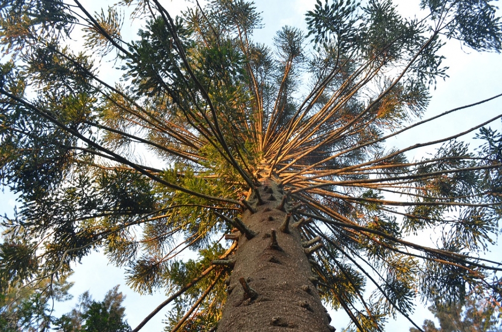 "araucaria en el delta" de Gladys Elisa Scattolin