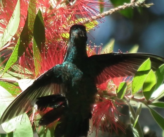 "abrazo de beija-flor preto" de Rosie Kolacek