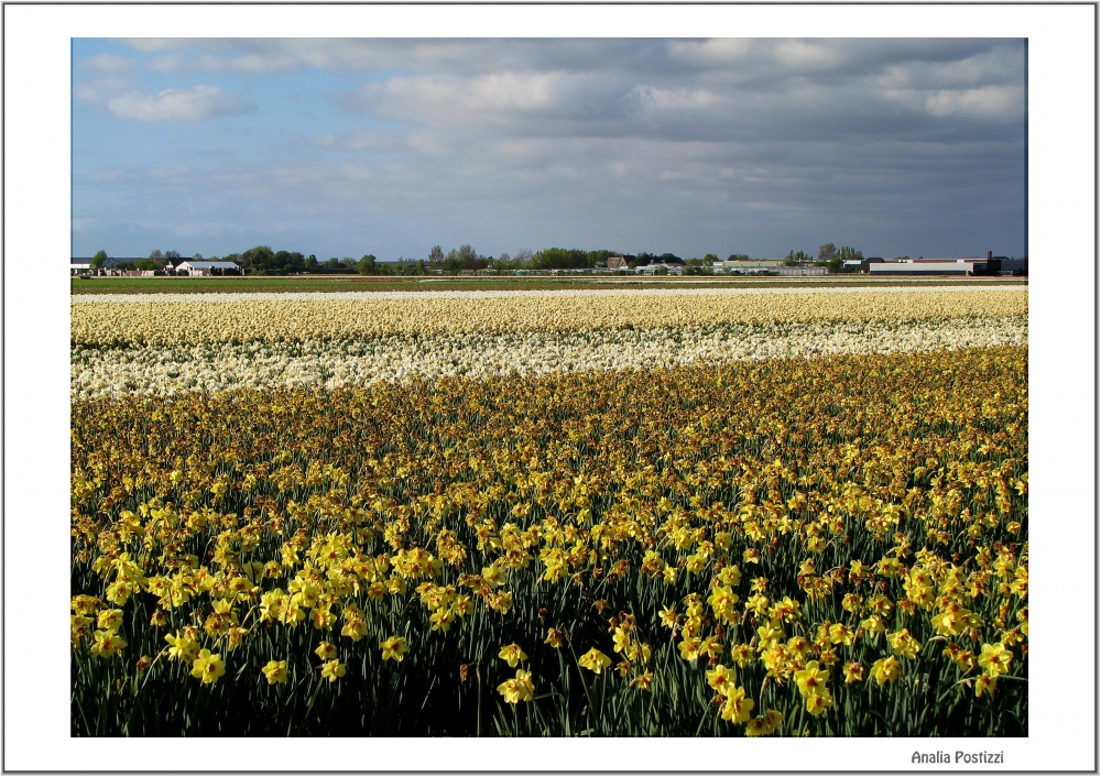 "campo de narcisos" de Analia Postizzi