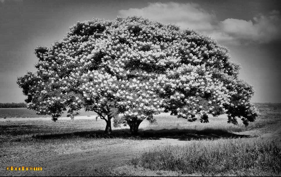 "El rbol" de Juan Jos Braun