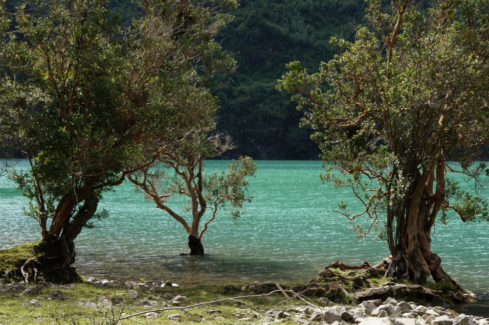 "arrayanes sobre verdeagua" de Ruben Alex Villarroel