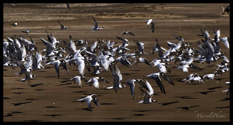 "A volar....." de Marcelo Nestor Cano