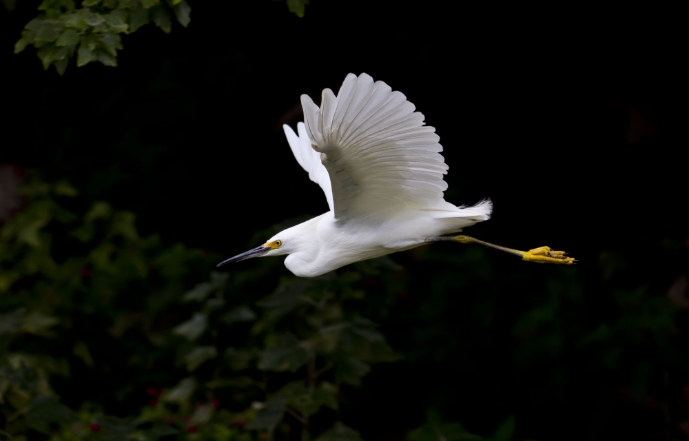 "Garcita Blanca. ( Egretta thula )" de Mario Tizn