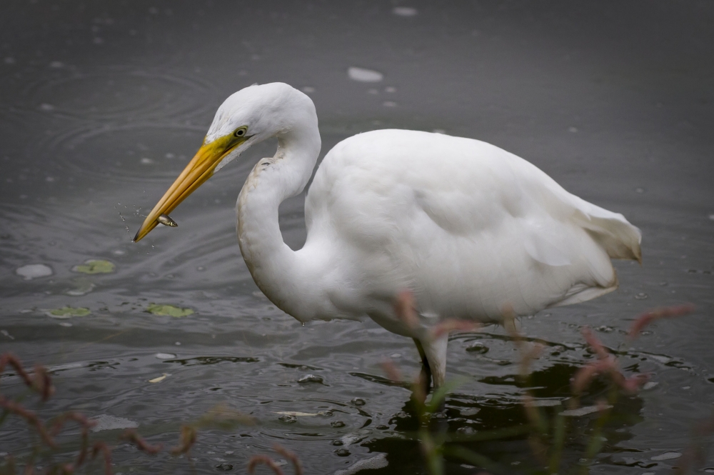 "Garza Blanca.( Ardea Alba )" de Mario Tizn