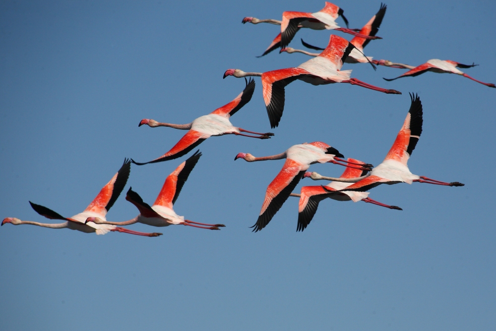 "Flamencos en vuelo" de Manuel Angel Patio