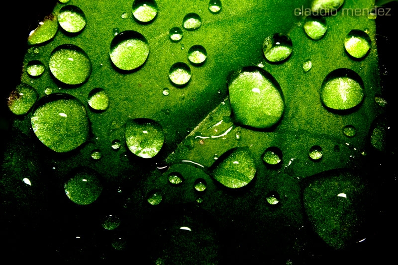 "Gotas verdes" de Claudio Roberto Mendez