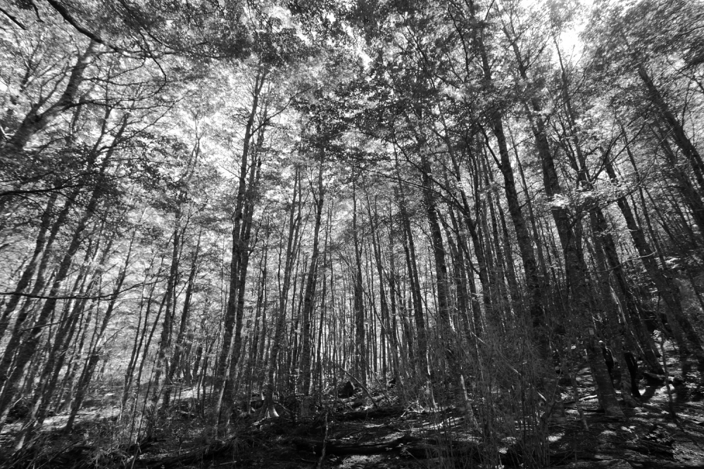 "Bosque de lengas (Area cerro Tronador)" de Carlos Gianoli