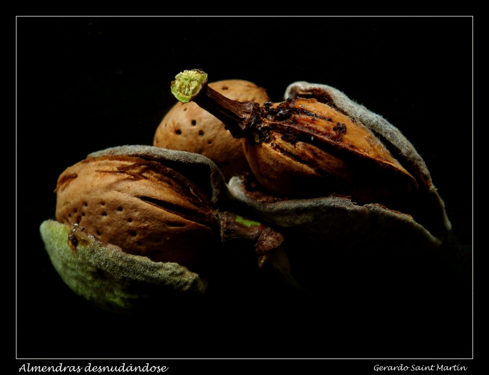 "Almendras desnudndose" de Gerardo Saint Martn