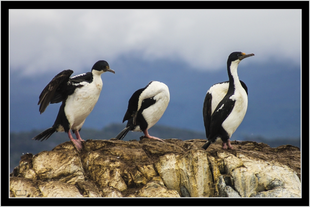 "Tres cormoranes" de Claudio Jord