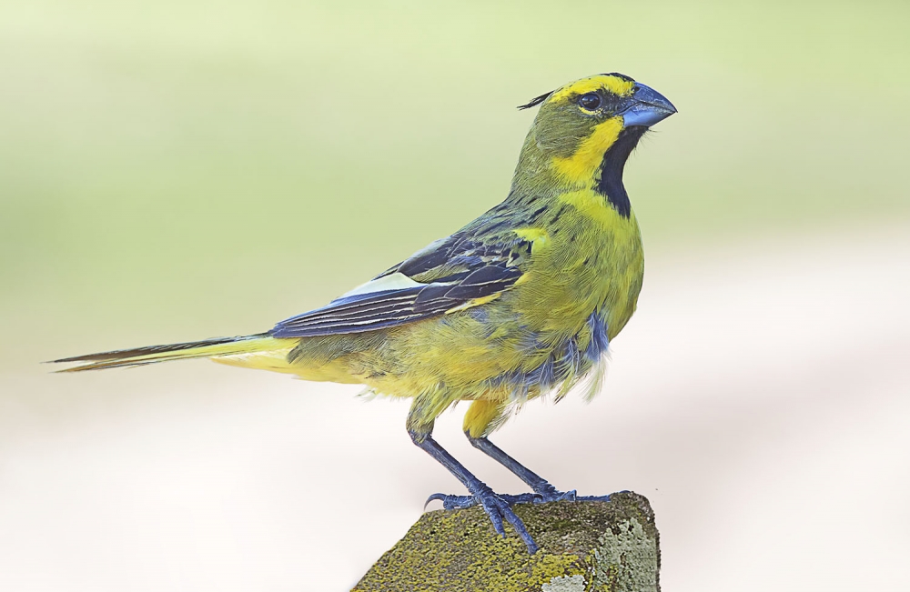 "cardenal amarillo" de Edith Polverini