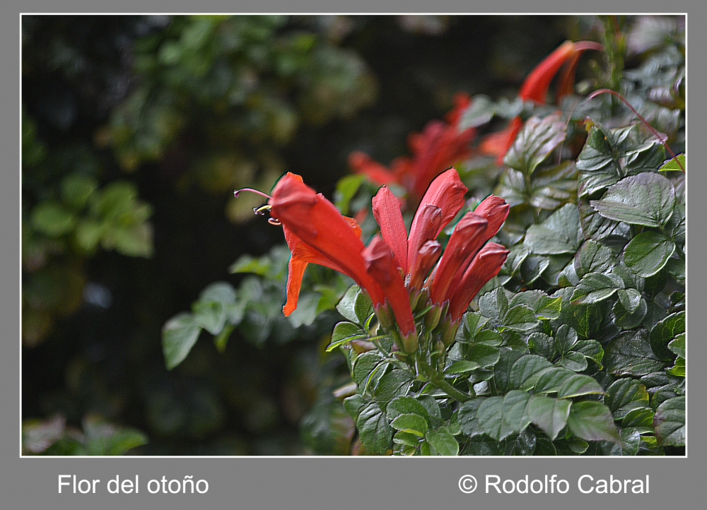 "Flor de otoo" de Rodolfo Cabral