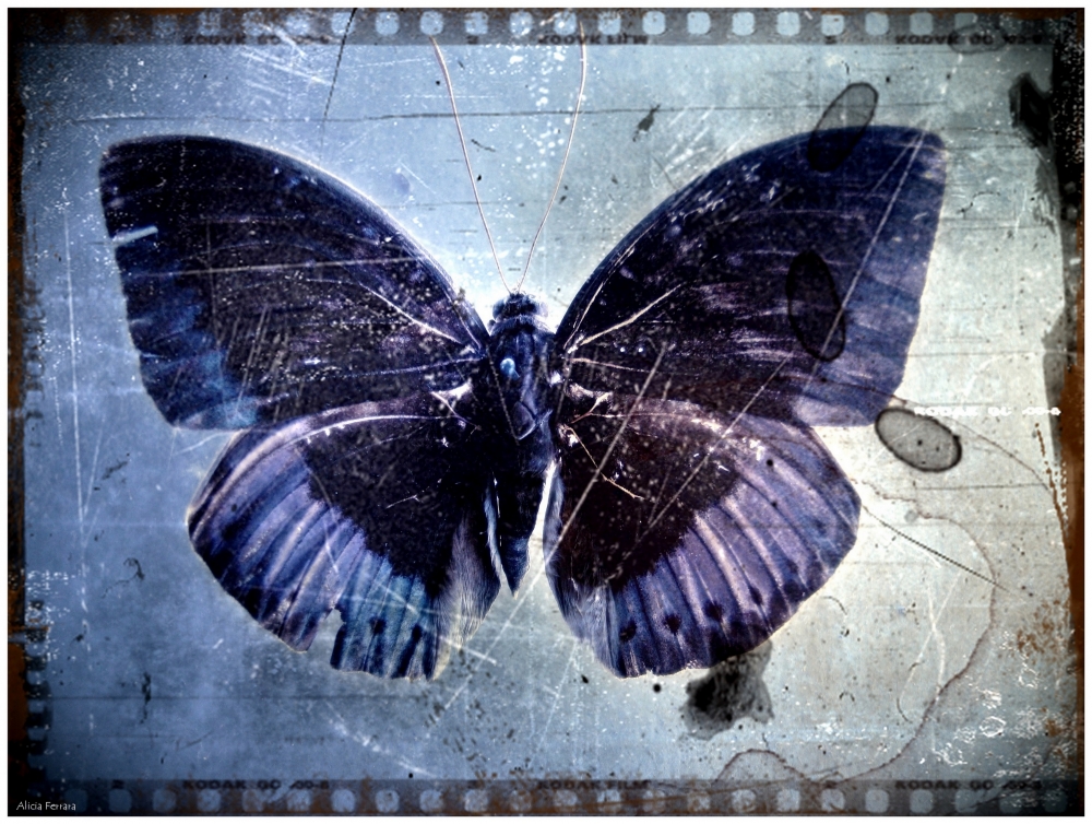 "Efecto mariposa" de Alicia Ferrara