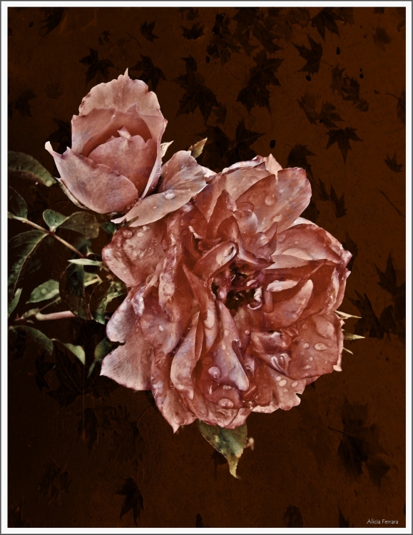 "Rosas en otoo" de Alicia Ferrara