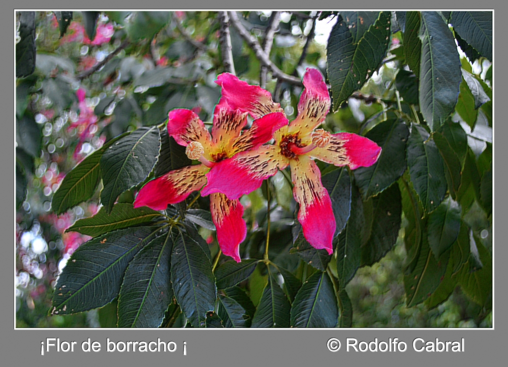 "Flor de Borracho!" de Rodolfo Cabral