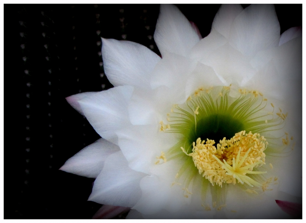 "Flor de cactus" de Erika Oostdyk
