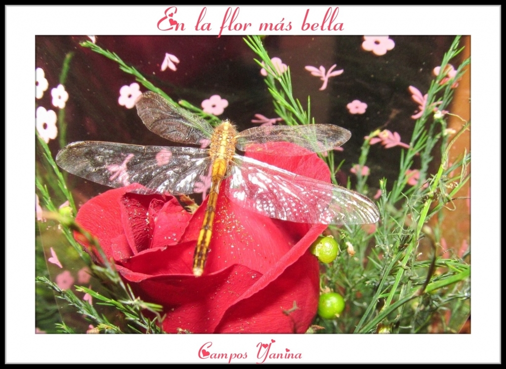 "En la flor ms bella" de Yanina Campos