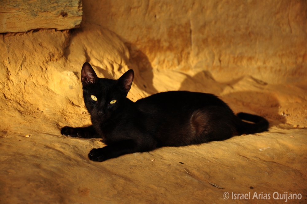 "Gato Lamista" de Israel Arias Quijano
