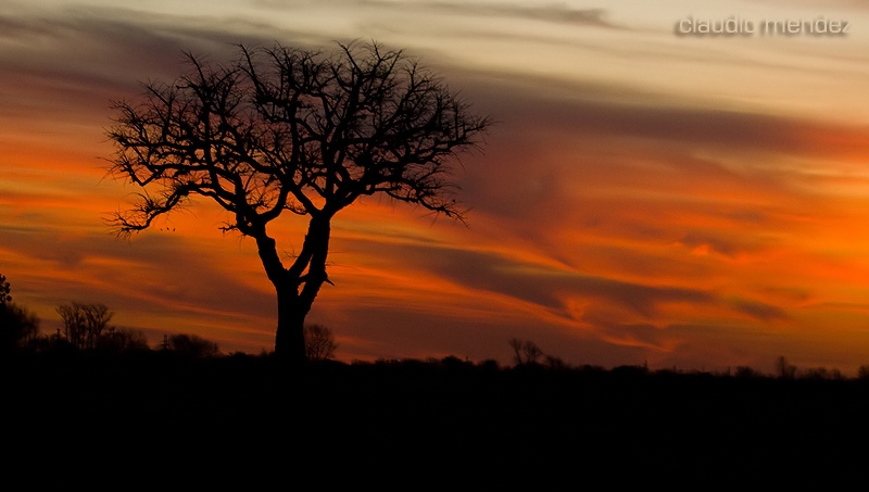 "Ceibo al atardecer" de Claudio Roberto Mendez