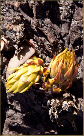 "Flores y Rocas" de Jos Ignacio Barrionuevo