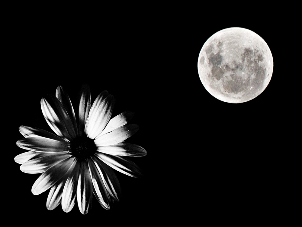 "La luna y la la flor" de Fernando Bordignon