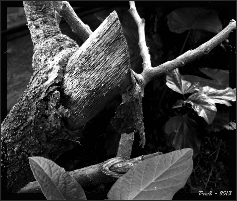 "Restos... entre hojas." de Enrique M. Picchio ( Pem )