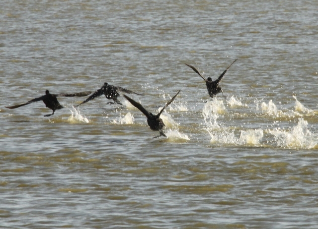 "corriendo patos" de Eduardo Duhagon